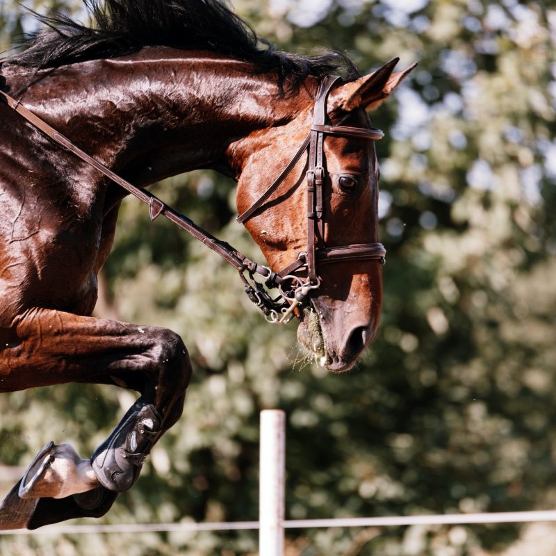Picture of riding horse jumping over obstacle